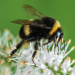 A méhek napja – április 30.