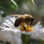 A méhek világnapja – május 20.