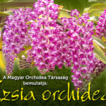 Tavaszi Orchidea és Bromélia Fesztivál 2019
