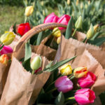 Tulipánszüret és Piknik Szőlősgyörökön 2019